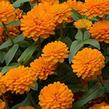 Ostálka hybrida 'Zahara Double Bright Orange' - Zinnia hybrida 'Zahara Double Bright Orange'