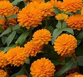 Ostálka hybrida 'Zahara Double Bright Orange' - Zinnia hybrida 'Zahara Double Bright Orange'