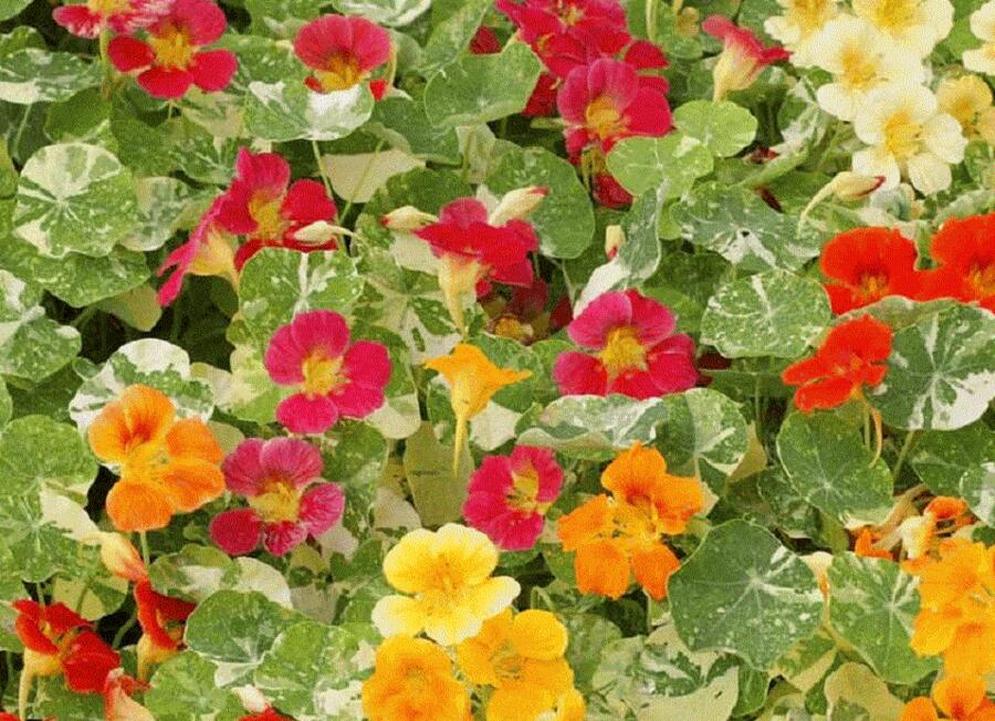 Lichořeřišnice nízká 'Tip Top Alaska Mix' - Tropaeolum minus 'Tip Top Alaska Mix'