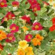 Lichořeřišnice nízká 'Tip Top Alaska Mix' - Tropaeolum minus 'Tip Top Alaska Mix'
