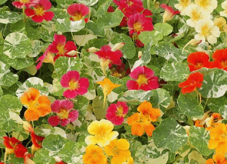 Lichořeřišnice nízká 'Tip Top Alaska Mix' - Tropaeolum minus 'Tip Top Alaska Mix'