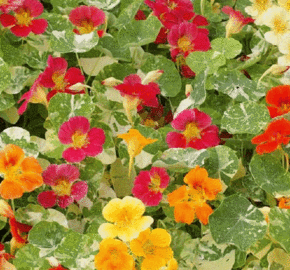 Lichořeřišnice 'Tip Top Alaska Mix' - Tropaeolum majus 'Tip Top Alaska Mix'