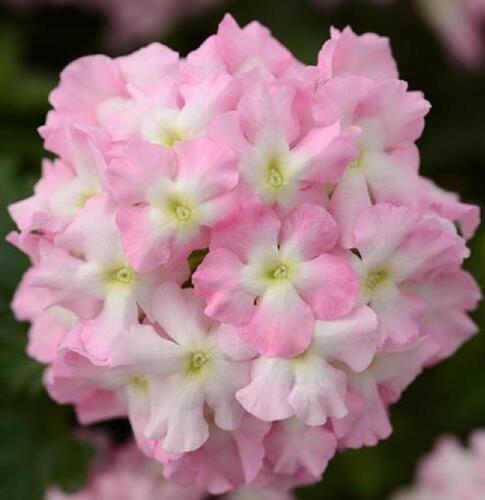 Verbena, sporýš 'Summer Dreams Soft Pink Eye' - Verbena hybrida 'Summer Dreams Soft Pink Eye'