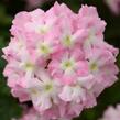 Verbena, sporýš 'Summer Dreams Soft Pink Eye' - Verbena hybrida 'Summer Dreams Soft Pink Eye'