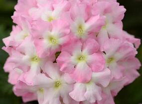 Sporýš 'Summer Dreams Soft Pink Eye' - Verbena hybrida 'Summer Dreams Soft Pink Eye'