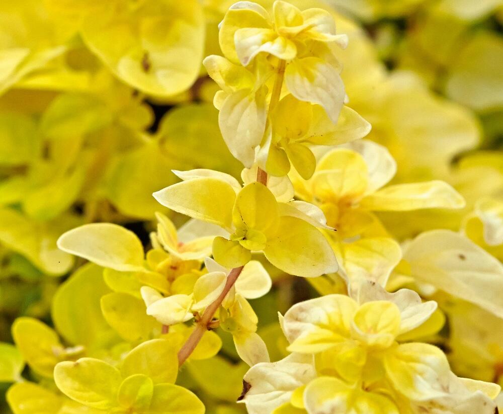 Oregano obecné, dobromysl 'Gold Nugget' - Origanum vulgare 'Gold Nugget'