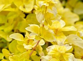 Oregano obecné, dobromysl 'Gold Nugget' - Origanum vulgare 'Gold Nugget'