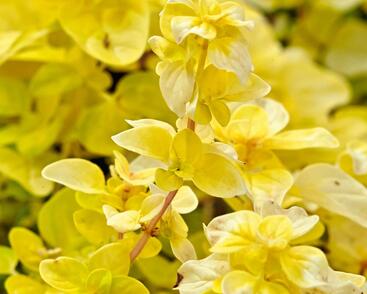 Oregano obecné, dobromysl 'Gold Nugget'