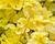 Oregano obecné, dobromysl 'Gold Nugget'