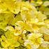 dobromysl-obecna-gold-nugget.jpg
