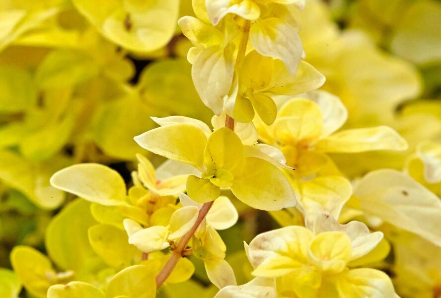 Oregano obecné, dobromysl 'Gold Nugget' - Origanum vulgare 'Gold Nugget'