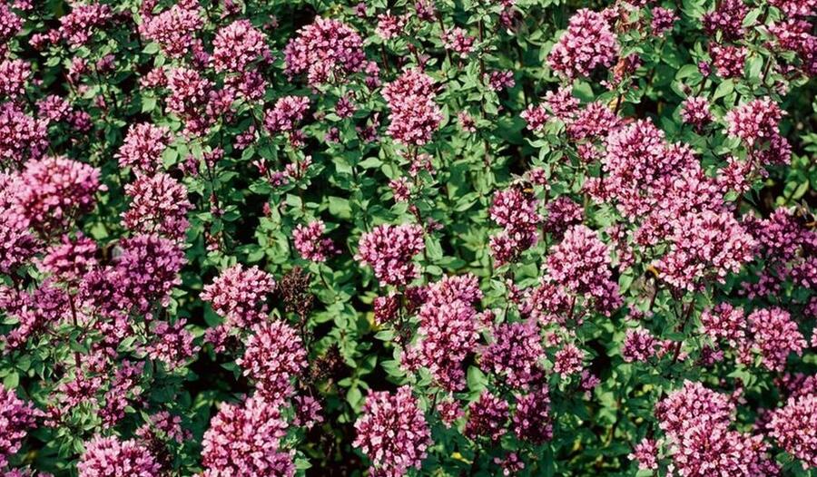 Oregano (Dobromysl) 'Herrenhausen' - Origanum laevigatum 'Herrenhausen'