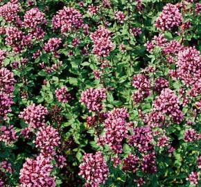 Oregano (Dobromysl) 'Herrenhausen' - Origanum laevigatum 'Herrenhausen'