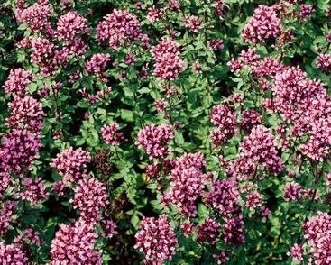 Oregano, dobromysl 'Herrenhausen'