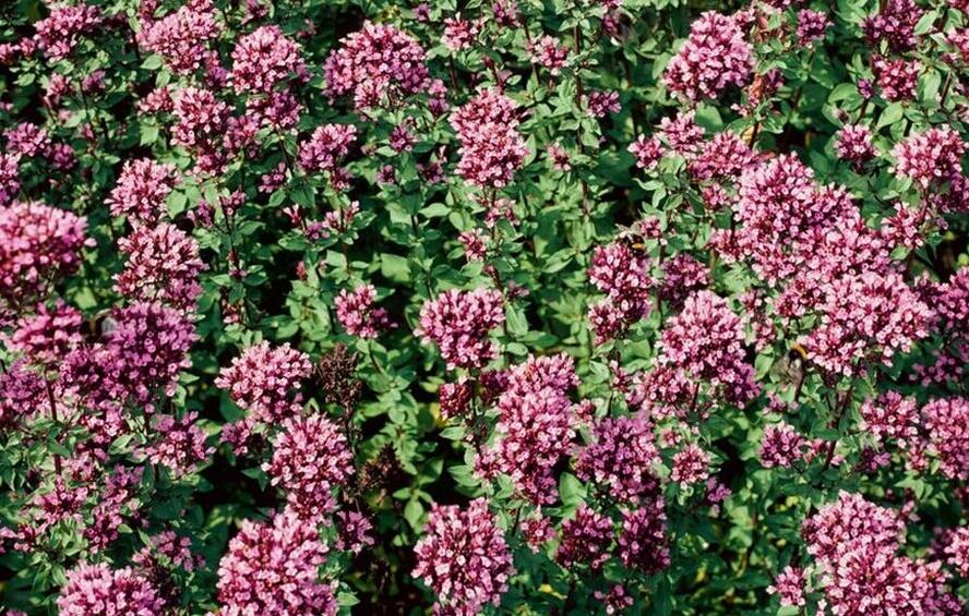 Oregano, dobromysl 'Herrenhausen' - Origanum laevigatum 'Herrenhausen'
