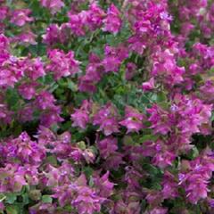 Oregano (Dobromysl) 'Bellisimo' - Origanum rotundifolium 'Bellisimo'