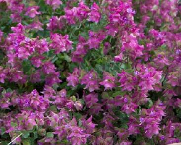 Oregano, dobromysl 'Bellisimo'