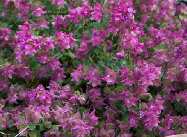Oregano, dobromysl 'Bellisimo' - Origanum rotundifolium 'Bellisimo'