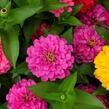 Ostálka sličná 'Oklahoma Formula Mix' - Zinnia elegans 'Oklahoma Formula Mix'