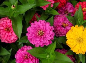 Ostálka sličná 'Oklahoma Formula Mix' - Zinnia elegans 'Oklahoma Formula Mix'