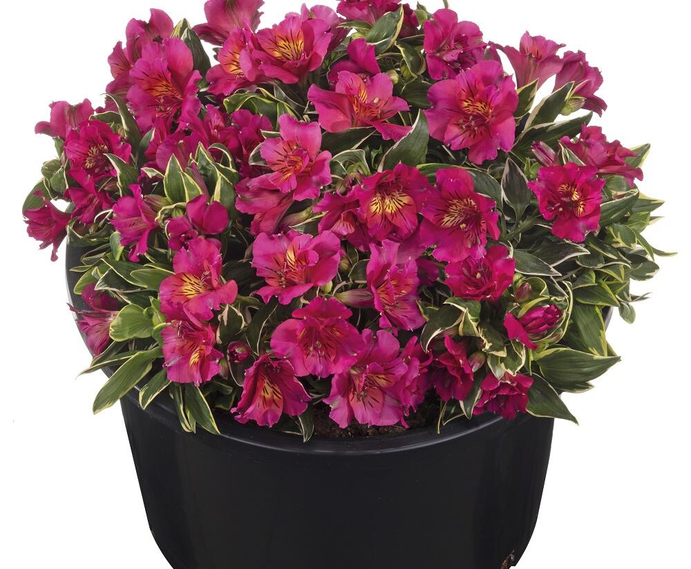 Alstromérie, boubelka Summer Paradise 'River Valley' - Alstroemeria hybrida Summer Paradise 'River Valley'