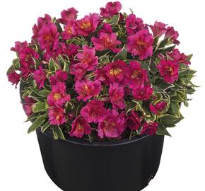 Alstromérie, boubelka Summer Paradise 'River Valley' - Alstroemeria hybrida Summer Paradise 'River Valley'