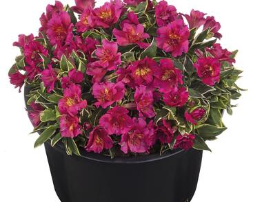 Alstromérie, boubelka Summer Paradise 'River Valley'