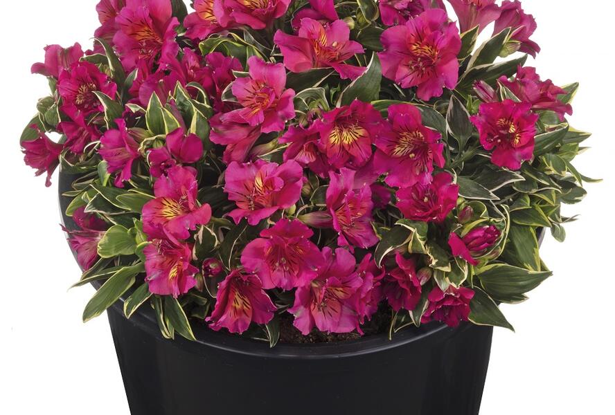 Alstromérie, boubelka Summer Paradise 'River Valley' - Alstroemeria hybrida Summer Paradise 'River Valley'