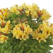 Alstromérie, boubelka Summer Paradise 'Spring Valley' - Alstroemeria hybrida Summer Paradise 'Spring Valley'
