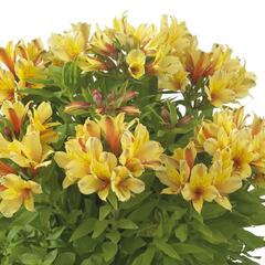 Alstromérie, boubelka Summer Paradise 'Spring Valley' - Alstroemeria hybrida Summer Paradise 'Spring Valley'