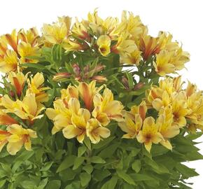 Alstromérie, boubelka Summer Paradise 'Spring Valley' - Alstroemeria hybrida Summer Paradise 'Spring Valley'