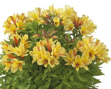 Alstromérie, boubelka Summer Paradise 'Spring Valley'