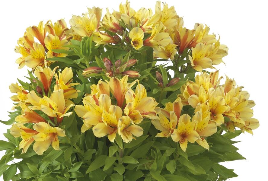 Alstromérie, boubelka Summer Paradise 'Spring Valley' - Alstroemeria hybrida Summer Paradise 'Spring Valley'