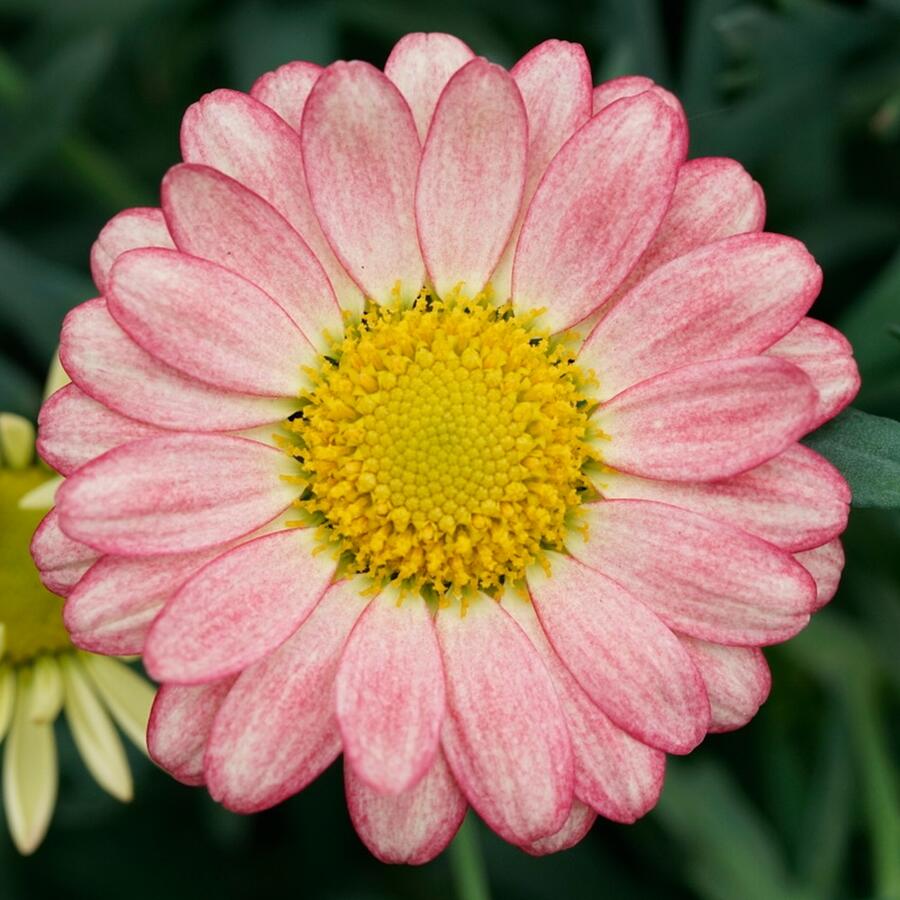 Kopretina pařížská 'Aramis Apricot' - Argyranthemum frutescens 'Aramis Apricot'