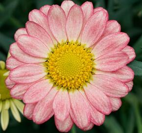 Kopretina pařížská 'Aramis Apricot' - Argyranthemum frutescens 'Aramis Apricot'