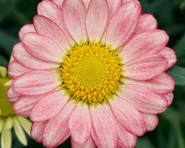 Kopretina pařížská 'Aramis Apricot'