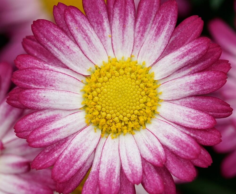 Kopretina pařížská 'Aramis Bicolor Rose' - Argyranthemum frutescens 'Aramis Bicolor Rose'