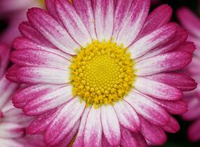 Kopretina pařížská 'Aramis Bicolor Rose' - Argyranthemum frutescens 'Aramis Bicolor Rose'