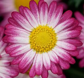 Kopretina pařížská 'Aramis Bicolor Rose' - Argyranthemum frutescens 'Aramis Bicolor Rose'