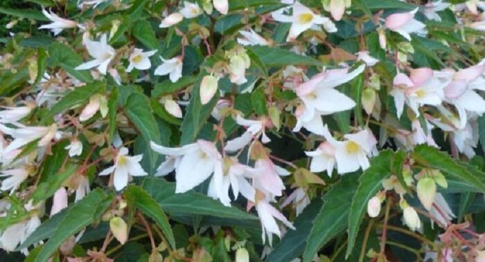 Begónie bolívijská 'Bellavista Dark Leaf White' - Begonia boliviensis 'Bellavista Dark Leaf White'
