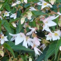 Begónie bolívijská 'Bellavista Dark Leaf White' - Begonia boliviensis 'Bellavista Dark Leaf White'
