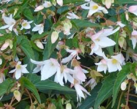 Begónie bolívijská 'Bellavista Dark Leaf White'