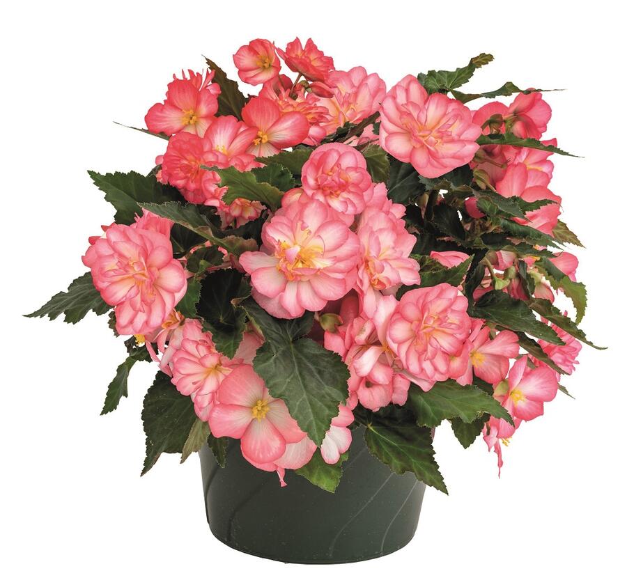 Begónie hlíznatá 'Nonstop Joy Rose Picotee' - Begonia tuberhybrida 'Nonstop Joy Rose Picotee'