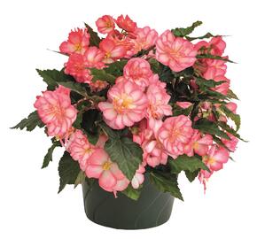 Begónie hlíznatá 'Nonstop Joy Rose Picotee' - Begonia tuberhybrida 'Nonstop Joy Rose Picotee'