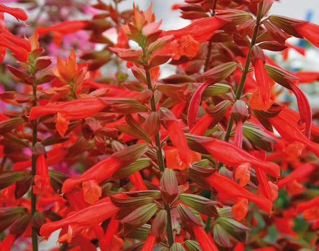 Šalvěj 'Selma Salmon' - Salvia hybrida 'Selma Salmon'