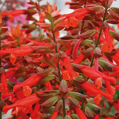 Šalvěj 'Selma Salmon' - Salvia hybrida 'Selma Salmon'