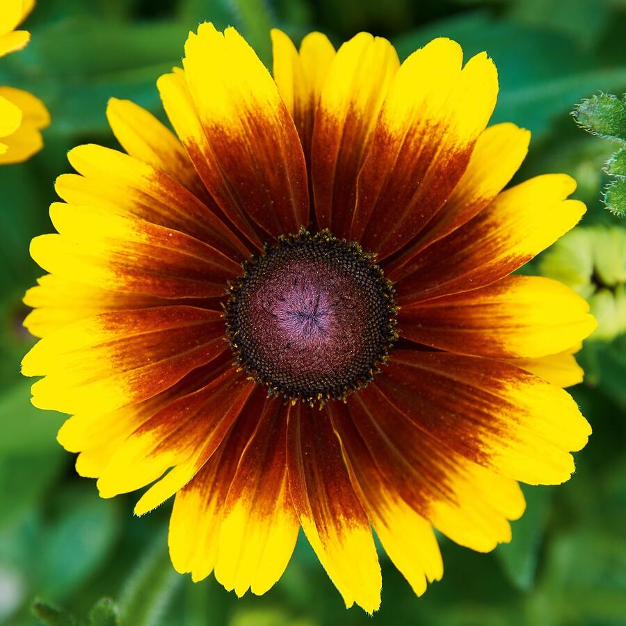 Třapatka 'Summerdaisy's Red Bicolor' - Rudbeckia hybrida 'Summerdaisy's Red Bicolor'