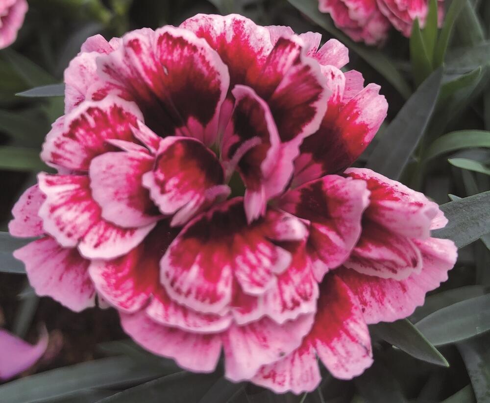 Hvozdík karafiát 'Sw.P. Carmine Picotee' - Dianthus caryophyllus 'Sw.P. Carmine Picotee'