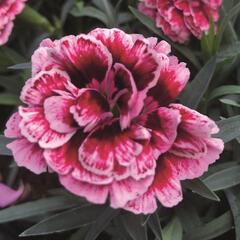 Hvozdík karafiát 'Sw.P. Carmine Picotee' - Dianthus caryophyllus 'Sw.P. Carmine Picotee'