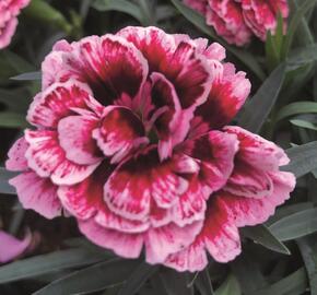 Hvozdík karafiát 'Sw.P. Carmine Picotee' - Dianthus caryophyllus 'Sw.P. Carmine Picotee'